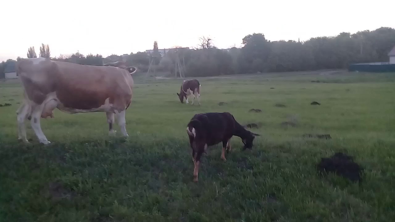 Чем гоняют коров. Ремонтное стадо