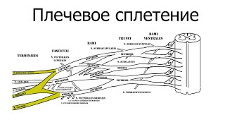 Плечевое сплетение: длинные ветви, короткие, клинические аспекты.