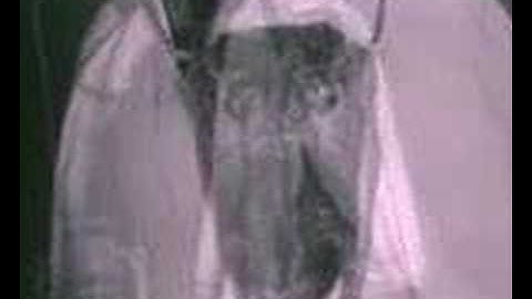 Boom Bip & Doseone - Birdcatcher