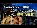 45cmブッシー水槽内にいる22匹のプレコ紹介とキンペコ繁殖の極意（音声は極意、映像は紹介）