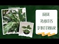 Haul plantes dintrieur truffaut jardiland troque ta plante