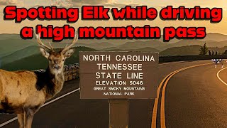Real-Time Drive Over Newfound Gap (US-441) | Elk Sightings & Smoky Mountain Views!