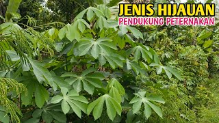 Pakan Yang Kaya Manfaat Buat Kambing