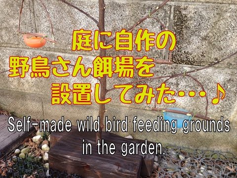 庭に野鳥さんの餌場を作ってみた♪ || Self-made wild bird feeding grounds in the garden.