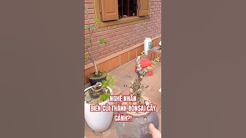 Thật khó tin Nghệ Nhân ươm Bon Sai cây cảnh từ CỦI?! #shots #shorts #nghenhan #bonsai