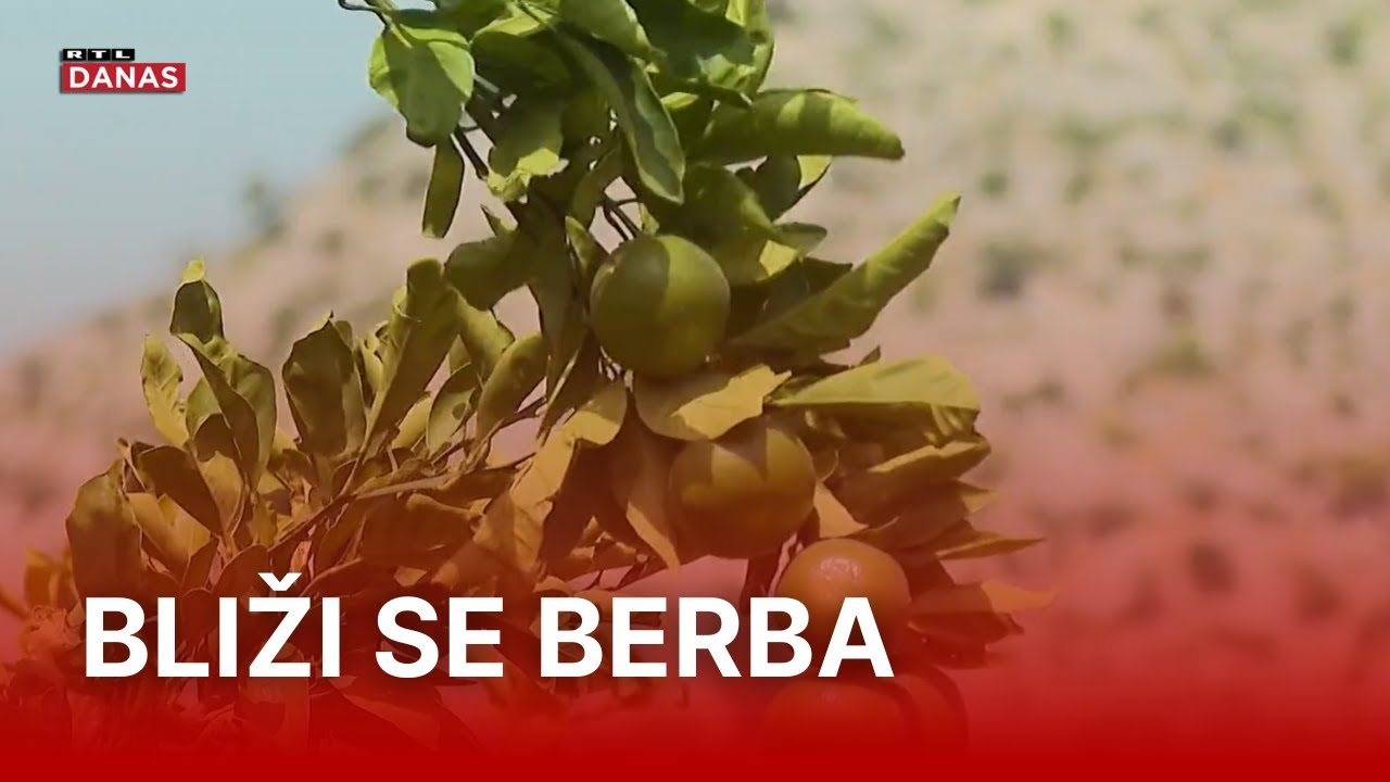 Mandarine će opet brati Nepalci, još jedna neizvjesna godina u dolini Neretve | RTL Danas