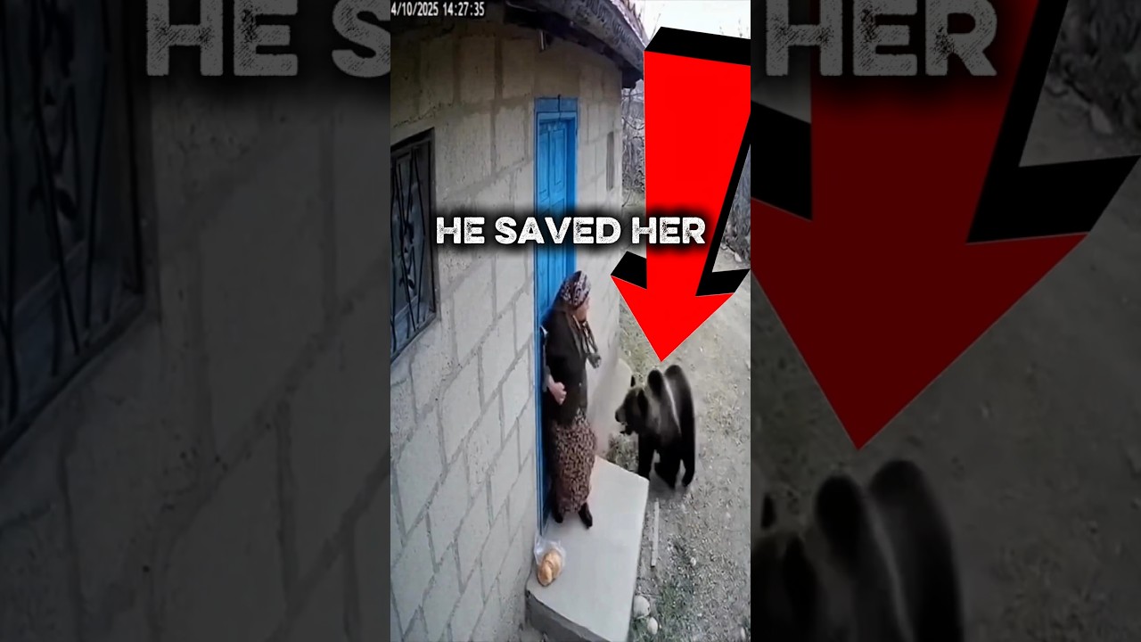 CCTV: Hero Dog Saves Grandma from Bear! 🐕 