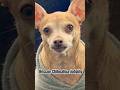 The look of love #chihuahua #rescuedog #dogshorts #doglove #doglife #dogmom #funnydogs #dogs #dog