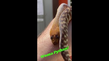 Woma Python Facts and Info