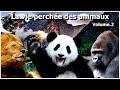 Les tmoins de mufasa nattendent quune chose  la vie perche des animaux  volume 2