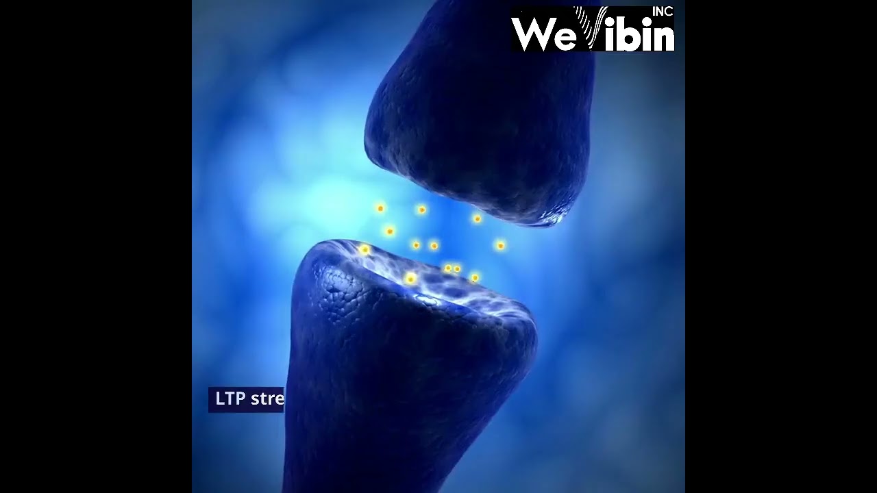 Synaptic Plasticity and Brain adaptation