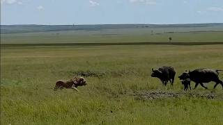 Male lion wants the newborn calf but its not alone