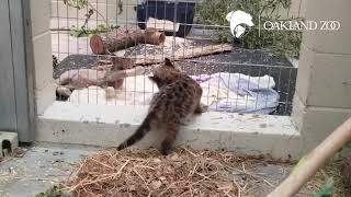 Captain Cal Meets Other Two Mountain Lion Cubs Orphaned in Zogg Fire