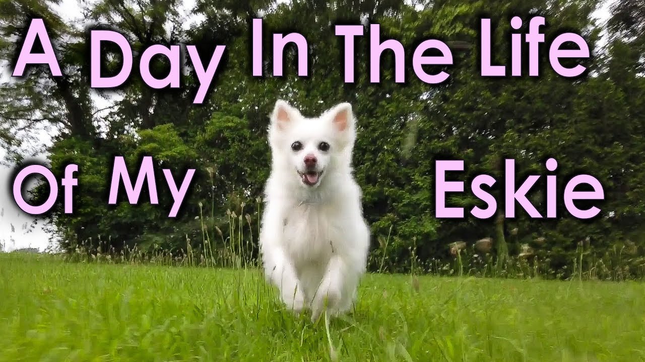 A Day In The Life Of My Eskie