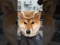 This Shiba Looks Like an Anime Character Now #animals #shibainu #bowlcut