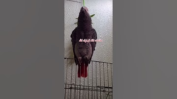 ببغاء كاسكو يقرب سورة الإخلاص❤️