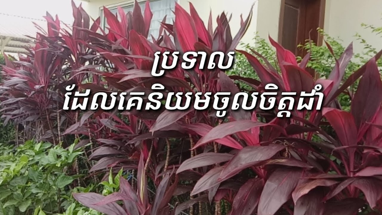 ប្រទាល ដែលគេនិយមចូលចិត្តដាំ -Balm Preferably grown ប្រទាល ដែលគេនិយមចូលចិត្តដាំ -Balm Preferably grown