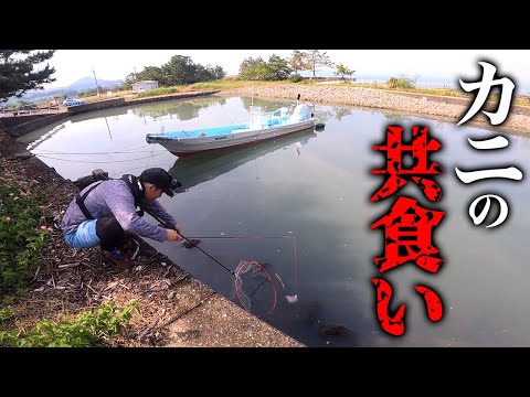 カニの意外な行動に…