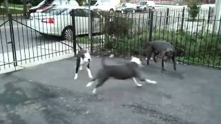 Американский питбультерьер (Питбуль) / American Pit Bull Terrier Американский питбультерьер (Питбуль) / American Pit Bull Terrier