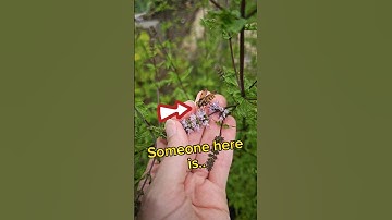 A very hungry hoverfly 😊 #nature #insect #hoverfly