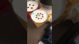 【参加型】アヒルを救出させろ