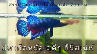 ปลากัดหม้อ เลี้ยงง่าย สีสวยมาก ซื้อมา 20 บาท รีวิวจัดเต็ม