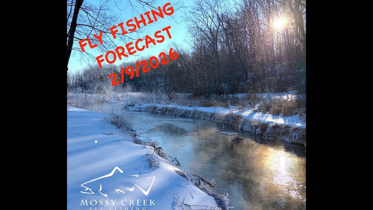 Прогноз погоды для ловли рыбы нахлыстом в Мосси-Крик, 9 февраля 2026 г.