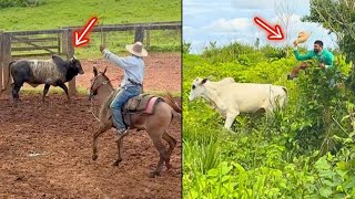 SEPAREI UM BOI GORDO PARA OS FUNCIONÁRIOS, BOI BRAVO NO MATO DEU TRABALHO😰 