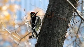 Yellow-bellied Sapsucker Calling and Drilling, Central Park, NYC