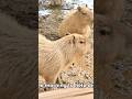 capybara facts