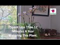 Episode 57  i spent only 12 minutes a year watering this plant