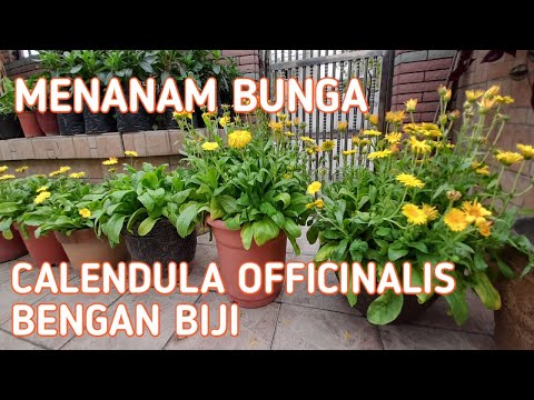 Video: Bunga Calendula: Cara Menanam Calendula