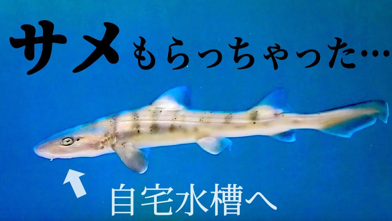 生簀で泳いでたサメをなんと頂きました！ - YouTube