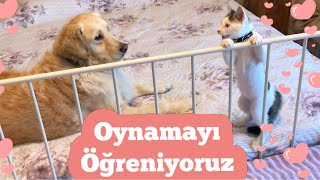Eros Ve Zoe Oyun Oynamayı Öğreniyor Yavru Kedi Ve Köpek Alıştırma