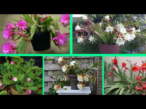Video: ¿Qué es Epiphyllum? Aprenda sobre las diferentes variedades de cactus Epiphyllum