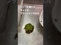 怒った時の声がニャー！ブラジルツノガエル