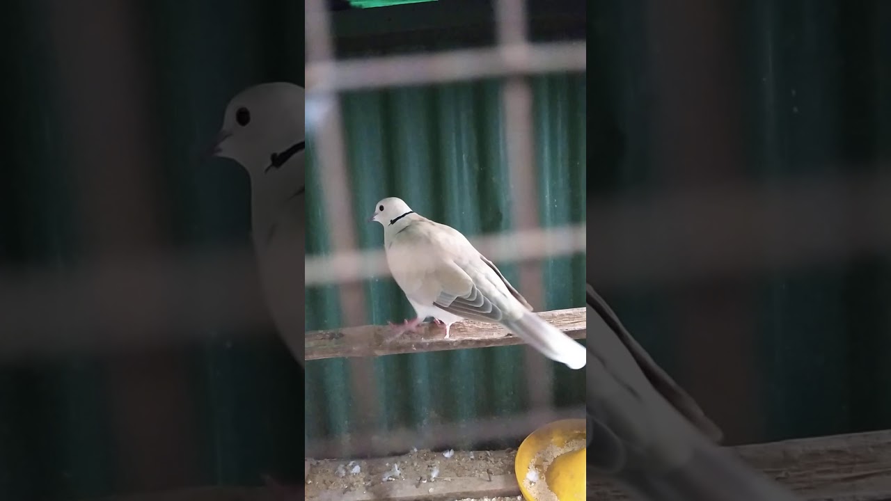 BURUNG PUTER BERSUARA MERDU 