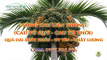 Chuyên Cây Giống Cau Tứ Quý (Cau Liên Phòng ) Quả Dài Xuất Khẩu Rất Được Ưa Chuộng/0977503996.