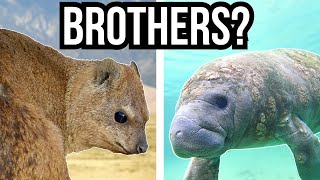 6 Animals You Didn't Know Were Closely Related To Each Other