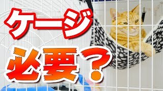 猫を飼う時ケージも購入する必要がありますか？茶とらーず家の考えを回答します！