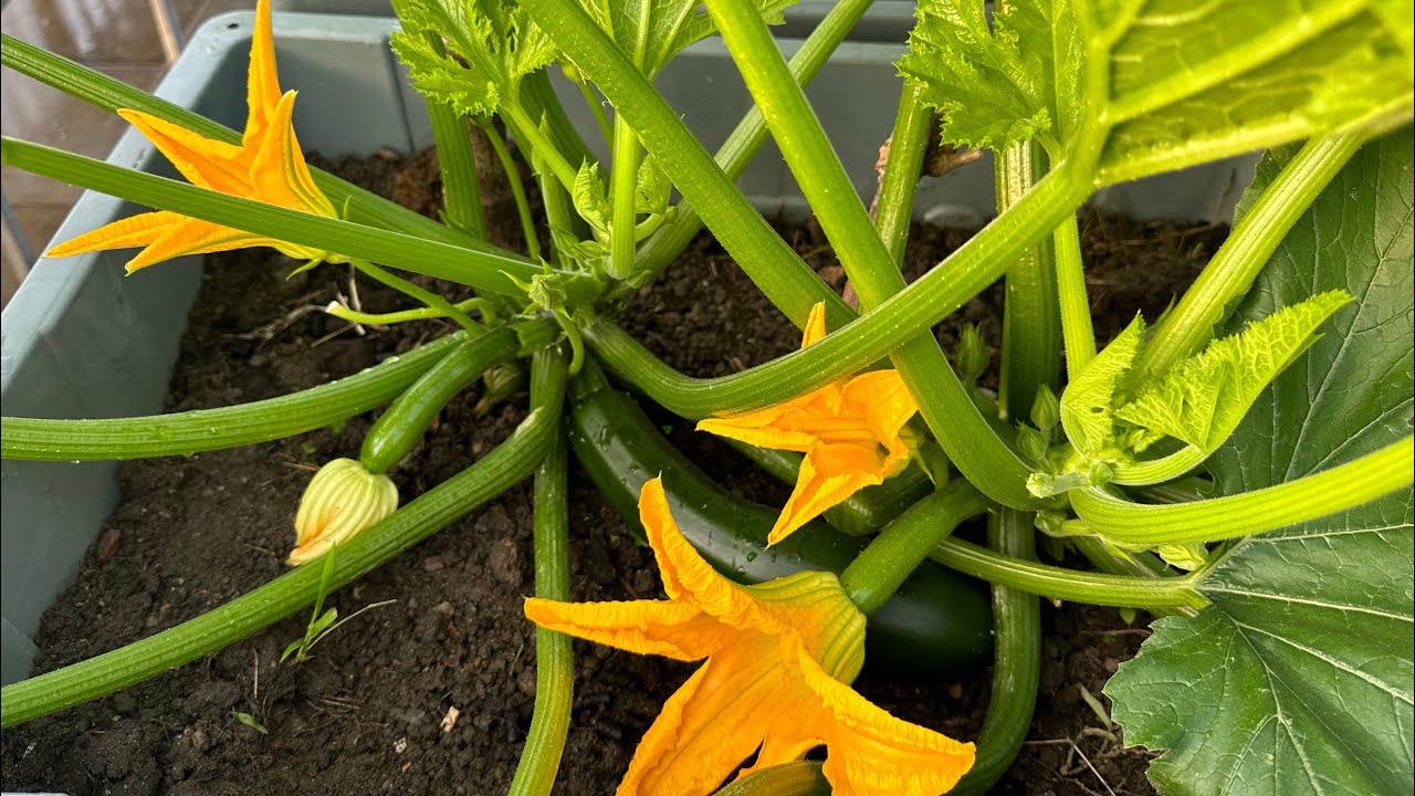 Cách Trồng Bí Ngòi Sai Quả