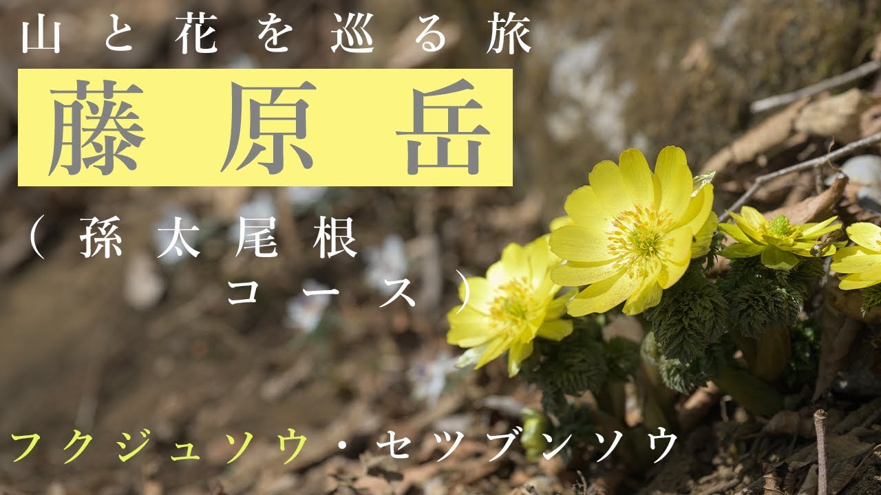 【登山】藤原岳（孫太尾根コース）早春の花が多い鈴鹿山脈の山を楽しんできました