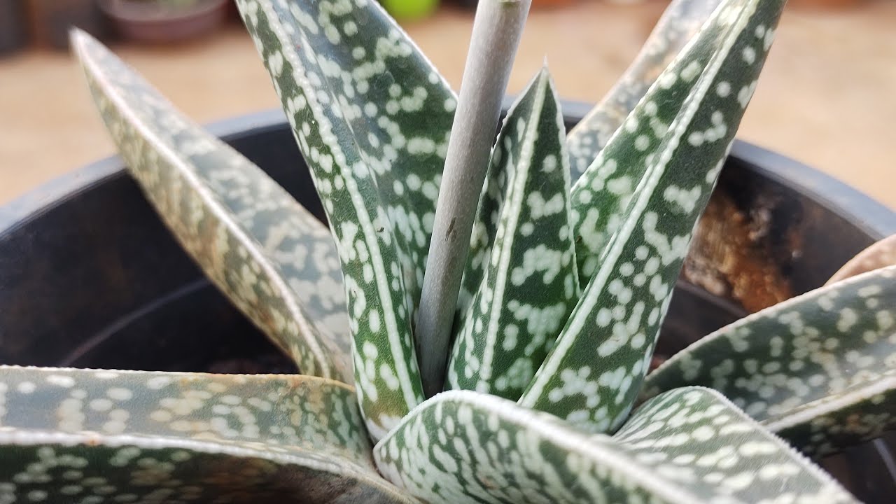 aloe vera für das gesicht Gel für Gesicht, Körper & Haare Aloe Vera BIO 150ml