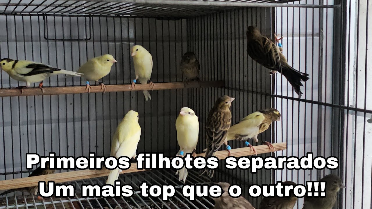 Primeira remessa de filhotes separados. Só Tópizeira!!!