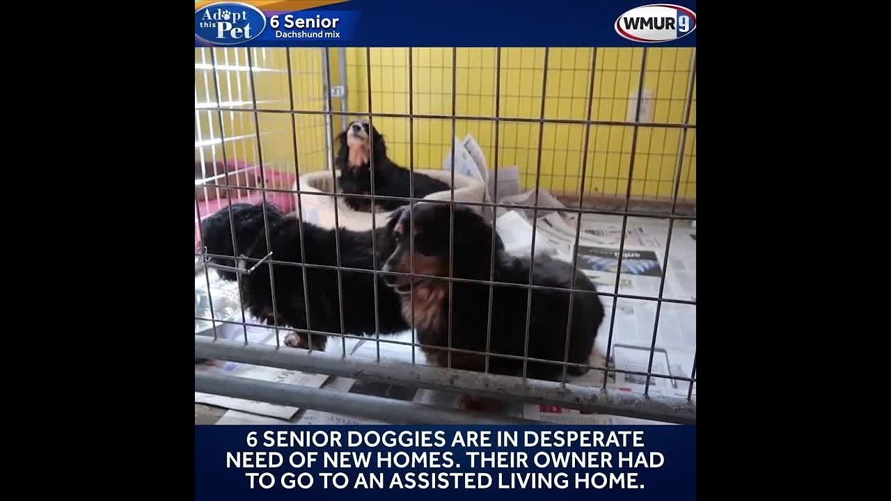 rescue dogs rock nyc 6 senior Dachshund mix puppies need new homes