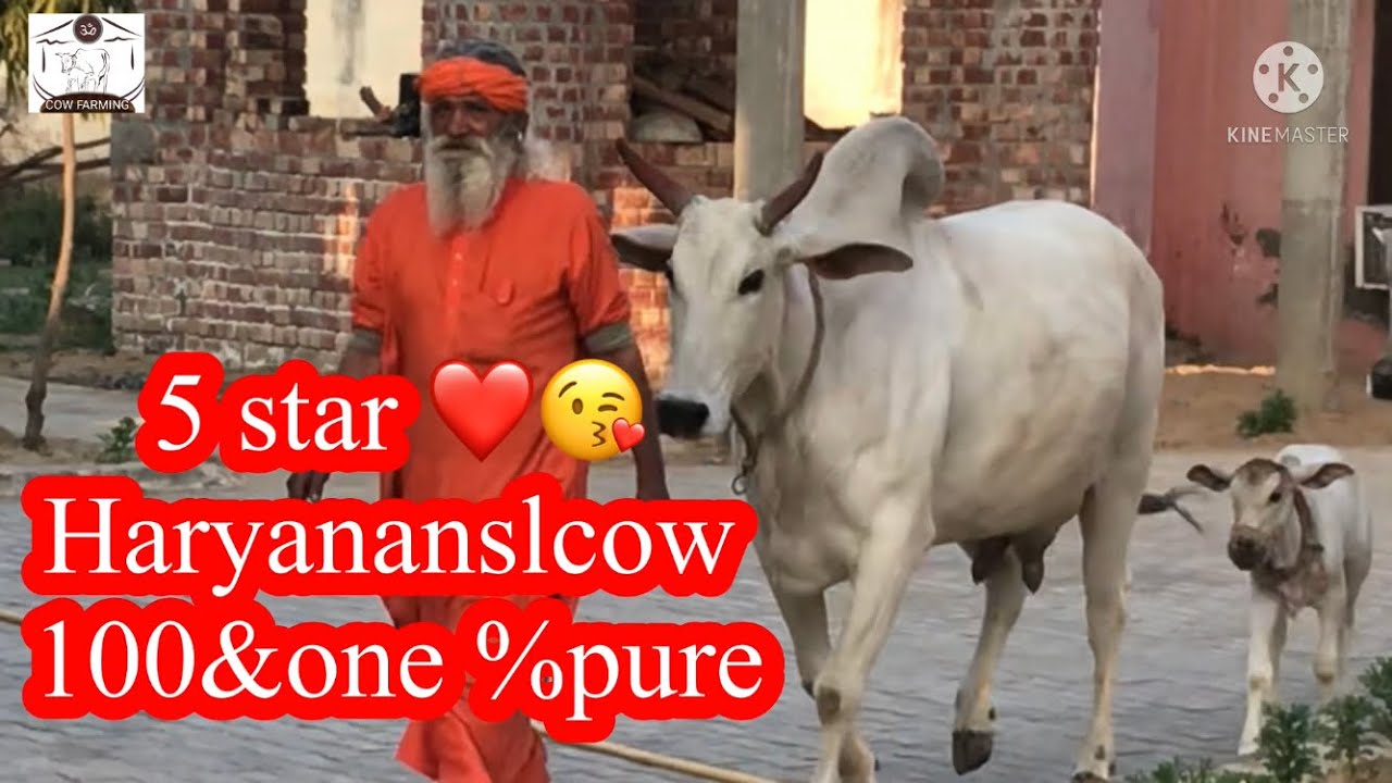 👍5 star Haryana nsl cow 100 &one% pure Haryana nsl cow👌👌
