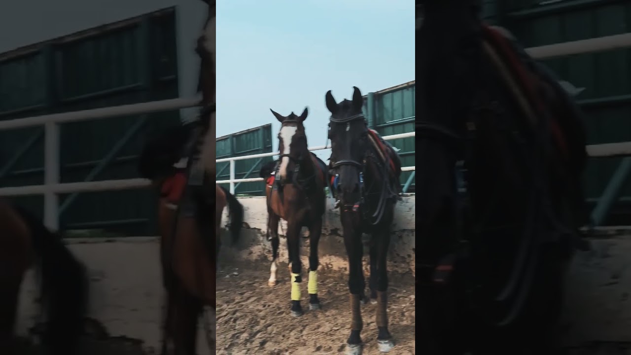 Horse Riding Experience You Shouldn&rsquo;t Miss in Lahore. #yt #ytshorts #views #trending #viralvideo