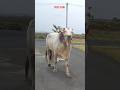 DNR గారి అందమైన new junior bull RAAM #dnrbulls #ongolebulls #bull #cow #viral #trending #shorts
