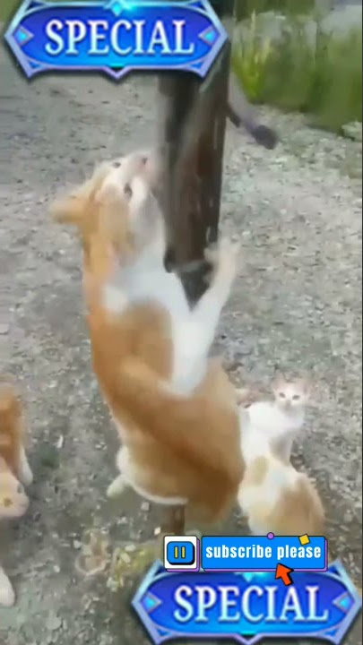 Sambut hari kemerdekaan || Lomba kucing panjat pinang..🤭😄😄‼️@shorts