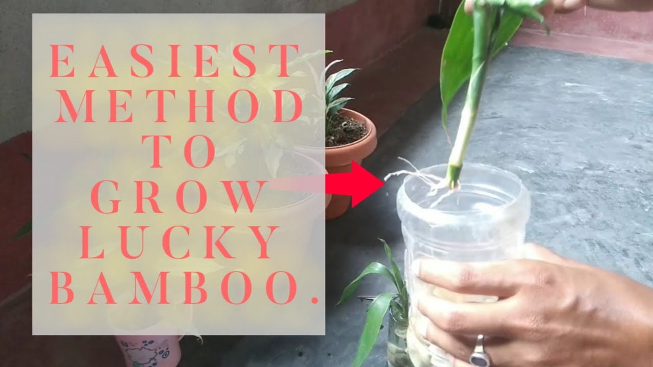 How to grow lucky bamboo in water ?//easiest method to